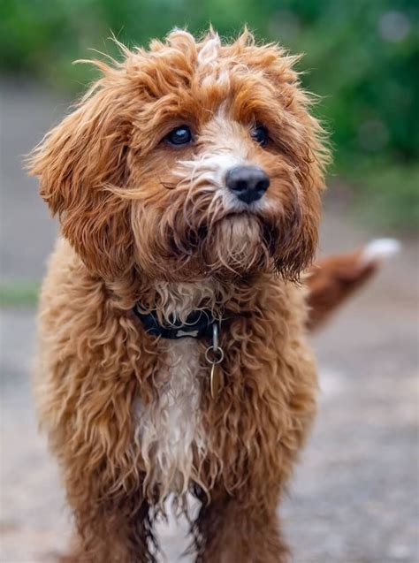 Complete Cavapoo Guide: 6 Must Read Facts 